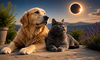 Notarn las mascotas el eclipse total de Sol Una gua responde todas las dudas