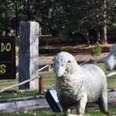 Las Ovejas miran al cielo de Neuquen