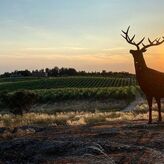 Herdade da Rocha enoturismo ciervos y estrellas en el Alentejo portugus