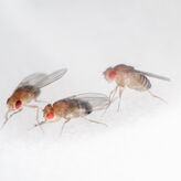 Comer insectos en el espacio La ESA investiga el men del futuro