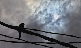 Cmo afectan los eclipse solares a los animales