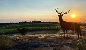 Herdade da Rocha enoturismo ciervos y estrellas en el Alentejo portugus