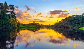 Estrellas en el Amazonas la regin ms biodiversa del mundo