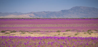 Da 6  El desierto florido cuando Atacama despierta en color