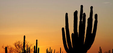 Desierto de Sonora