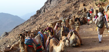 Camellos por las montañas del Sinaí