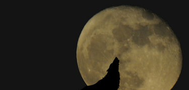 Lobo aullando a la luna llena