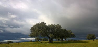 Bujíos de Ceclavín