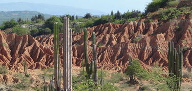 cactus desierto de la tatacoa