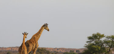 Parque del Patrimonio! Ae! Hai Kalahari