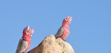 Parque Nambung Australia