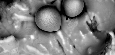 Confirman el origen interestelar de las misteriosas esfrulas halladas en el Pacfico