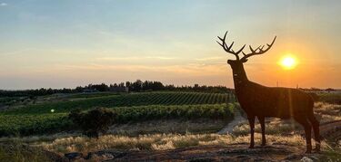 Herdade da Rocha enoturismo ciervos y estrellas en el Alentejo portugus