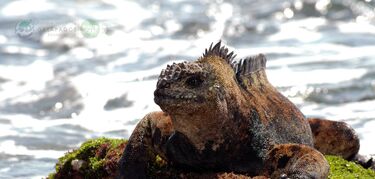 Islas Galápagos, Ecuador 