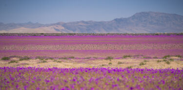 Da 6  El desierto florido cuando Atacama despierta en color