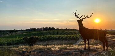 Herdade da Rocha enoturismo ciervos y estrellas en el Alentejo portugus