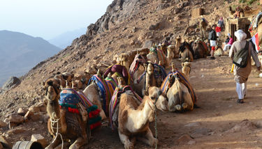 Camellos por las montañas del Sinaí
