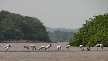 Guanascate Costa Rica