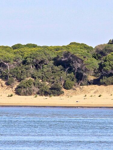 doñana