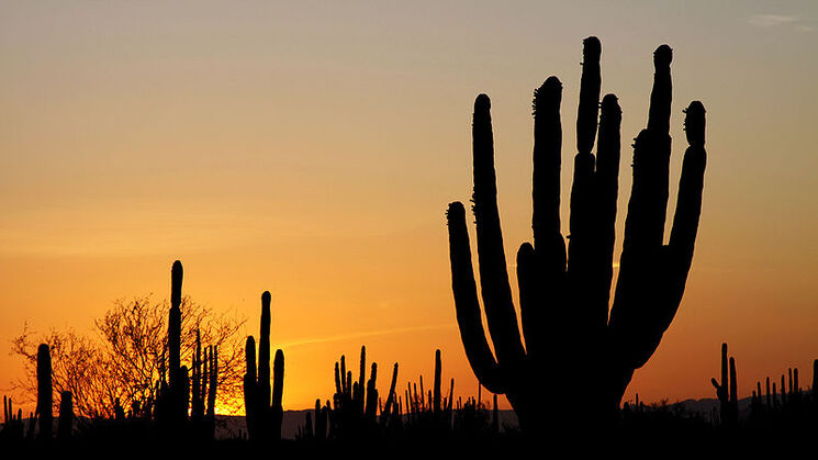 Desierto de Sonora