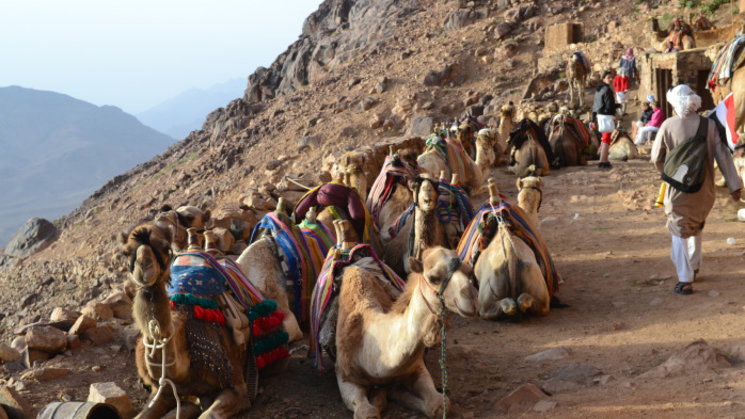 Camellos por las montaas del Sina