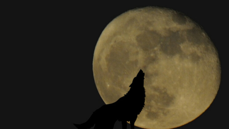 Lobo aullando a la luna llena