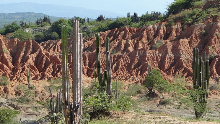 cactus desierto de la tatacoa