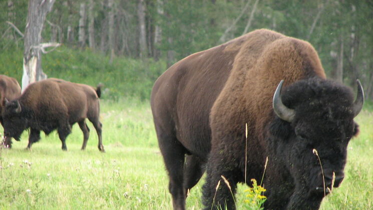 Elk Island Canad