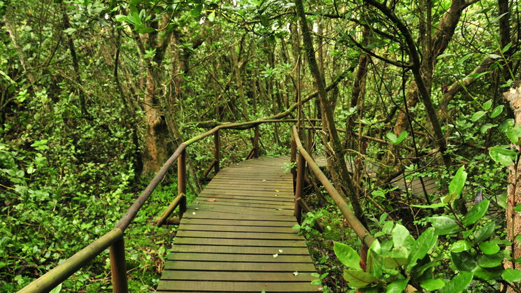 Parque nacional Bosques de Fray Jorge en Chile