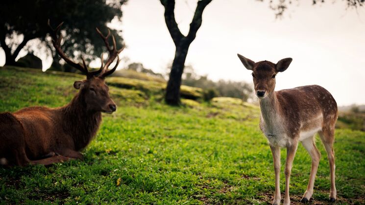 Heredade da Rocha Alentejo