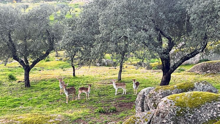 Heredade da Rocha Alentejo