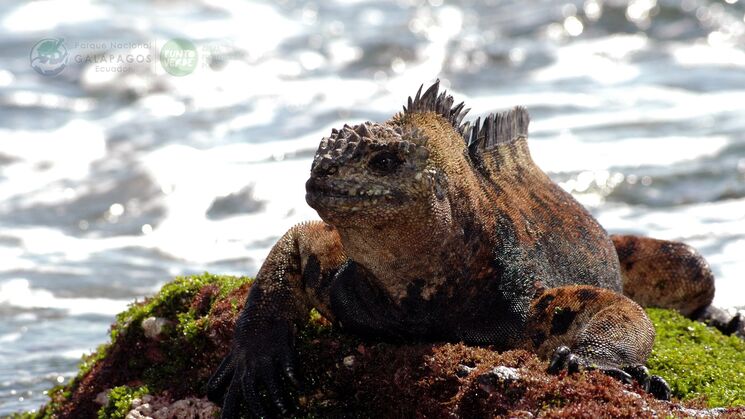 Islas Galpagos Ecuador 