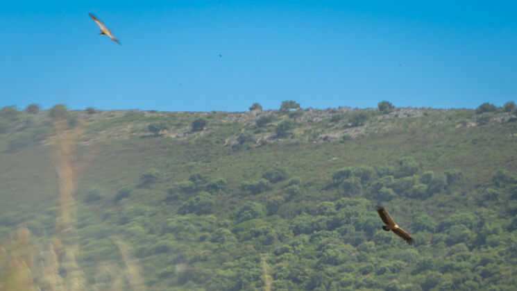 Monfrage 2025 aves y estrellas