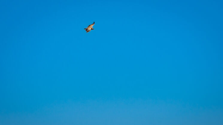 Monfrage 2025 aves y estrellas