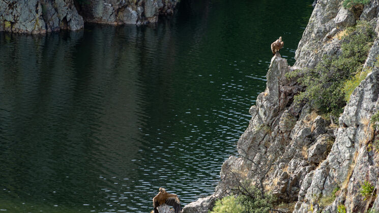 Monfrage 2025 aves y estrellas