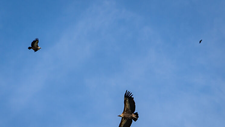 Monfrage 2025 aves y estrellas