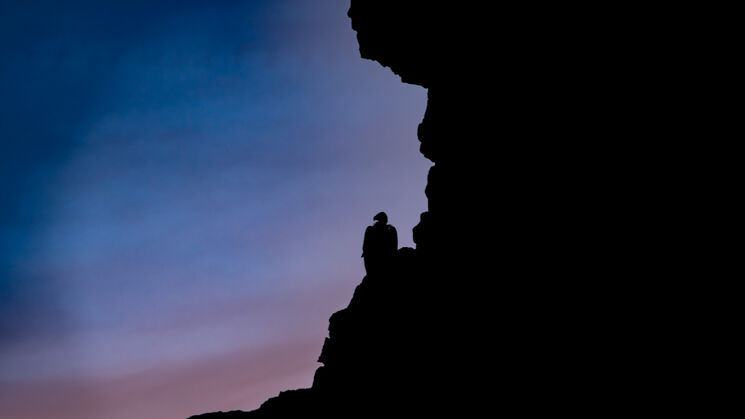 Monfrage 2025 aves y estrellas