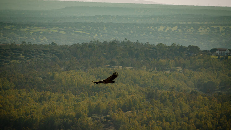 Monfrage 2025 aves y estrellas