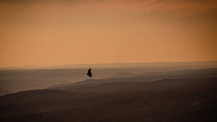Monfrage 2025 aves y estrellas