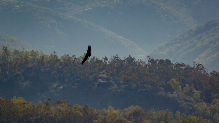 Monfrage 2025 aves y estrellas