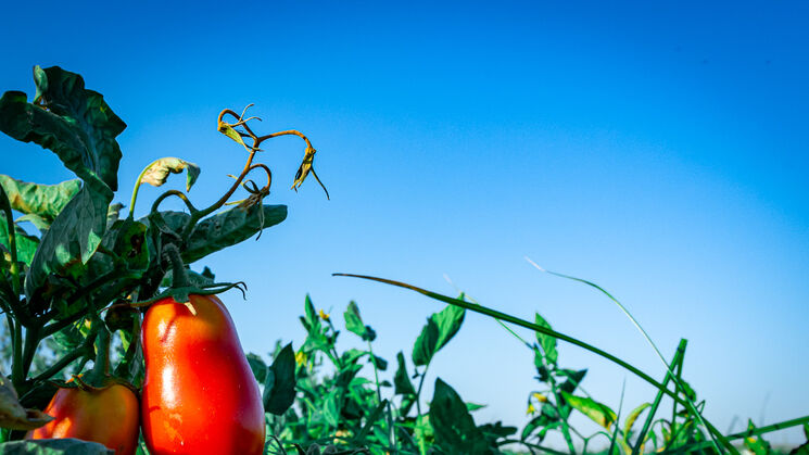 Extremadura astroturismo y gastronomia