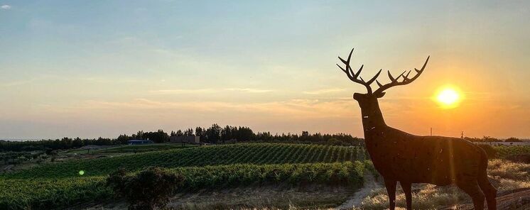 Herdade da Rocha enoturismo ciervos y estrellas en el Alentejo portugus