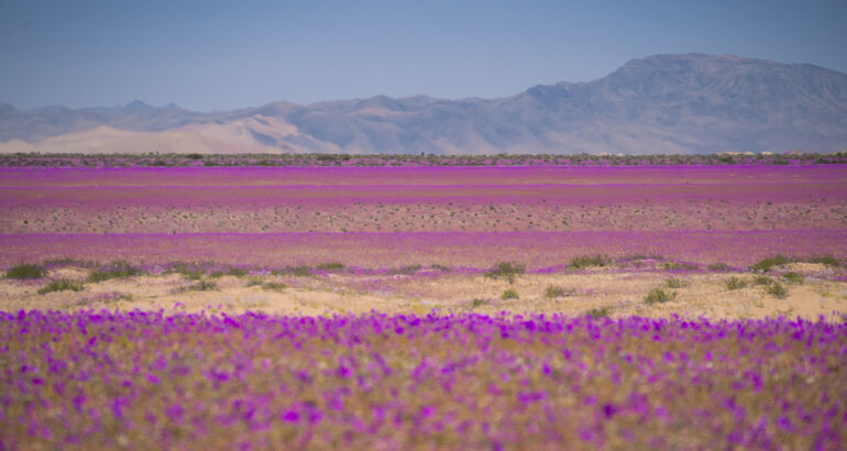 Da 6  El desierto florido cuando Atacama despierta en color
