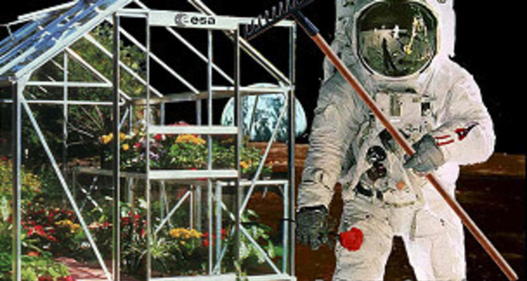 50 plantas para purificar el aire segn la NASA