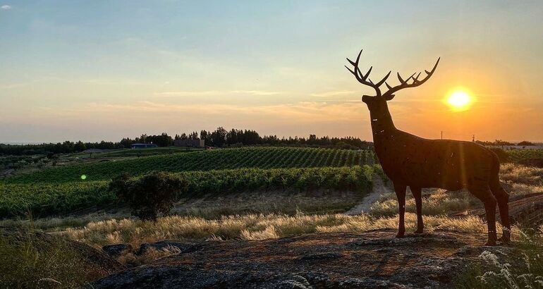 Herdade da Rocha enoturismo ciervos y estrellas en el Alentejo portugus