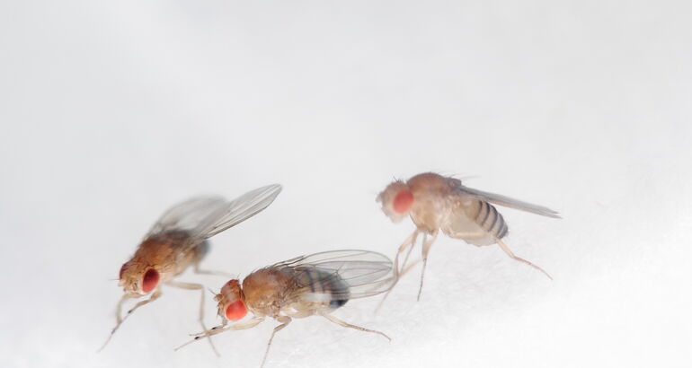 Comer insectos en el espacio La ESA investiga el men del futuro