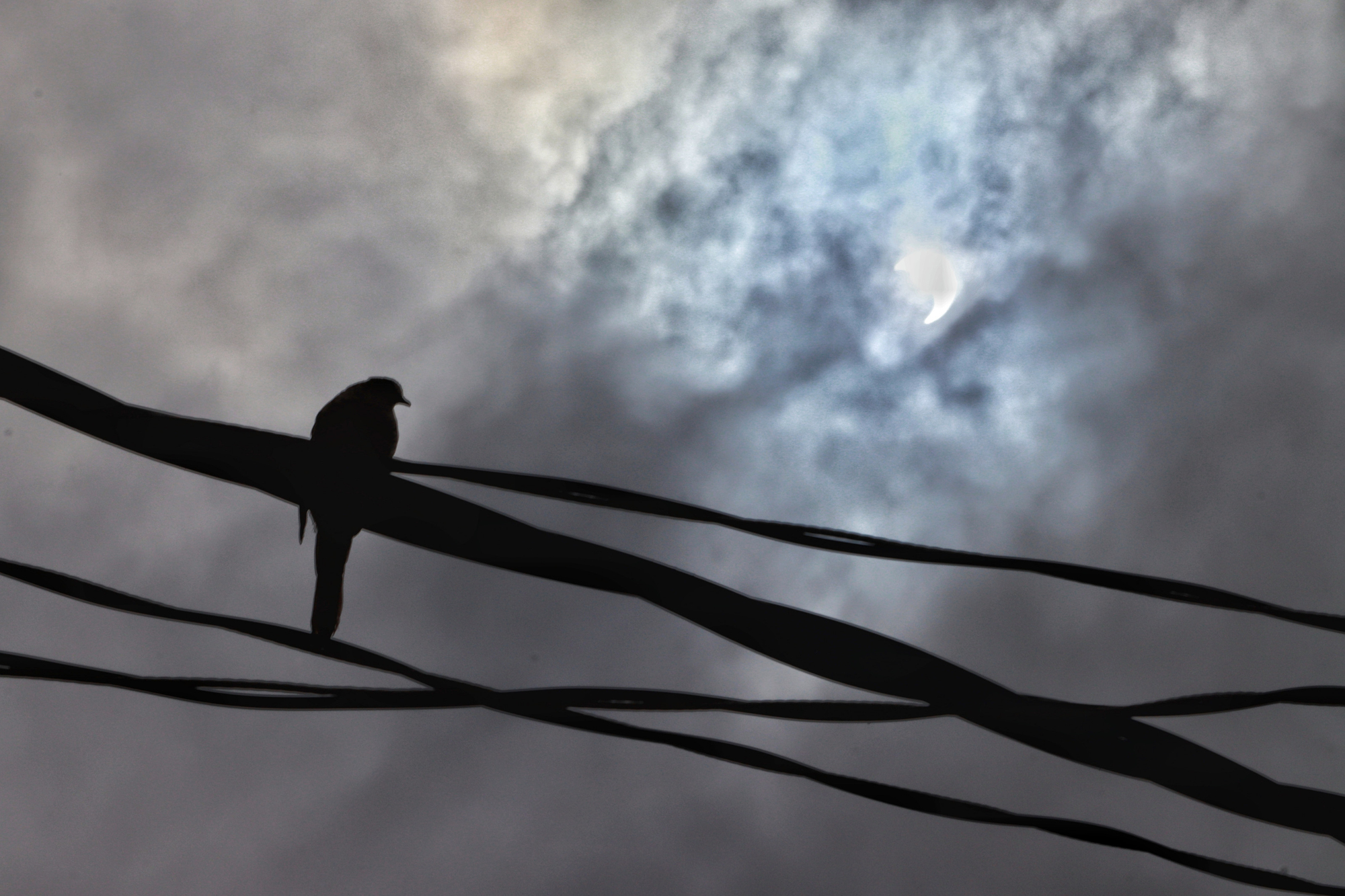 pájaro eclipse solar_EyepixGroup_DPP