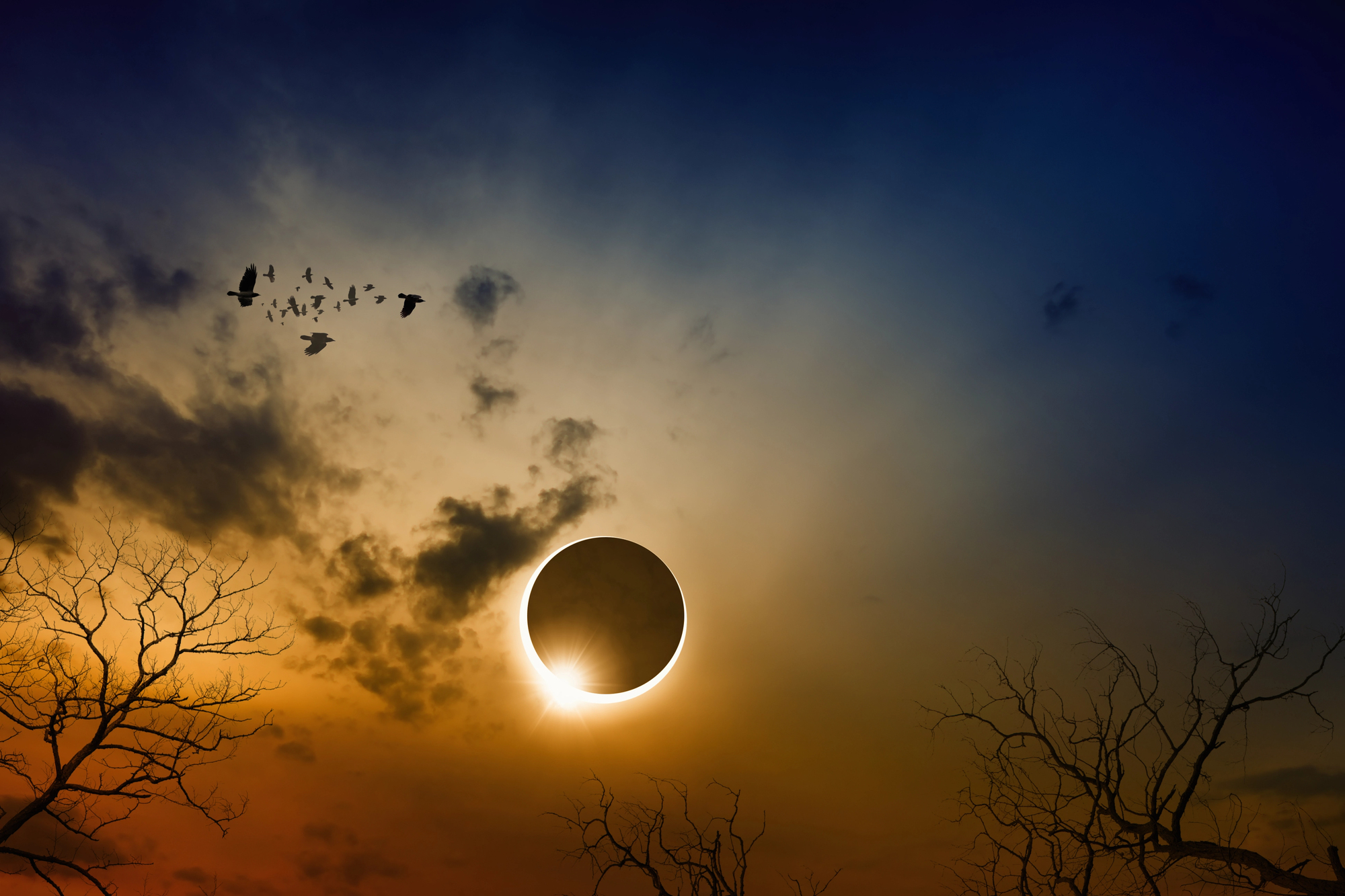 animales eclipse de sol