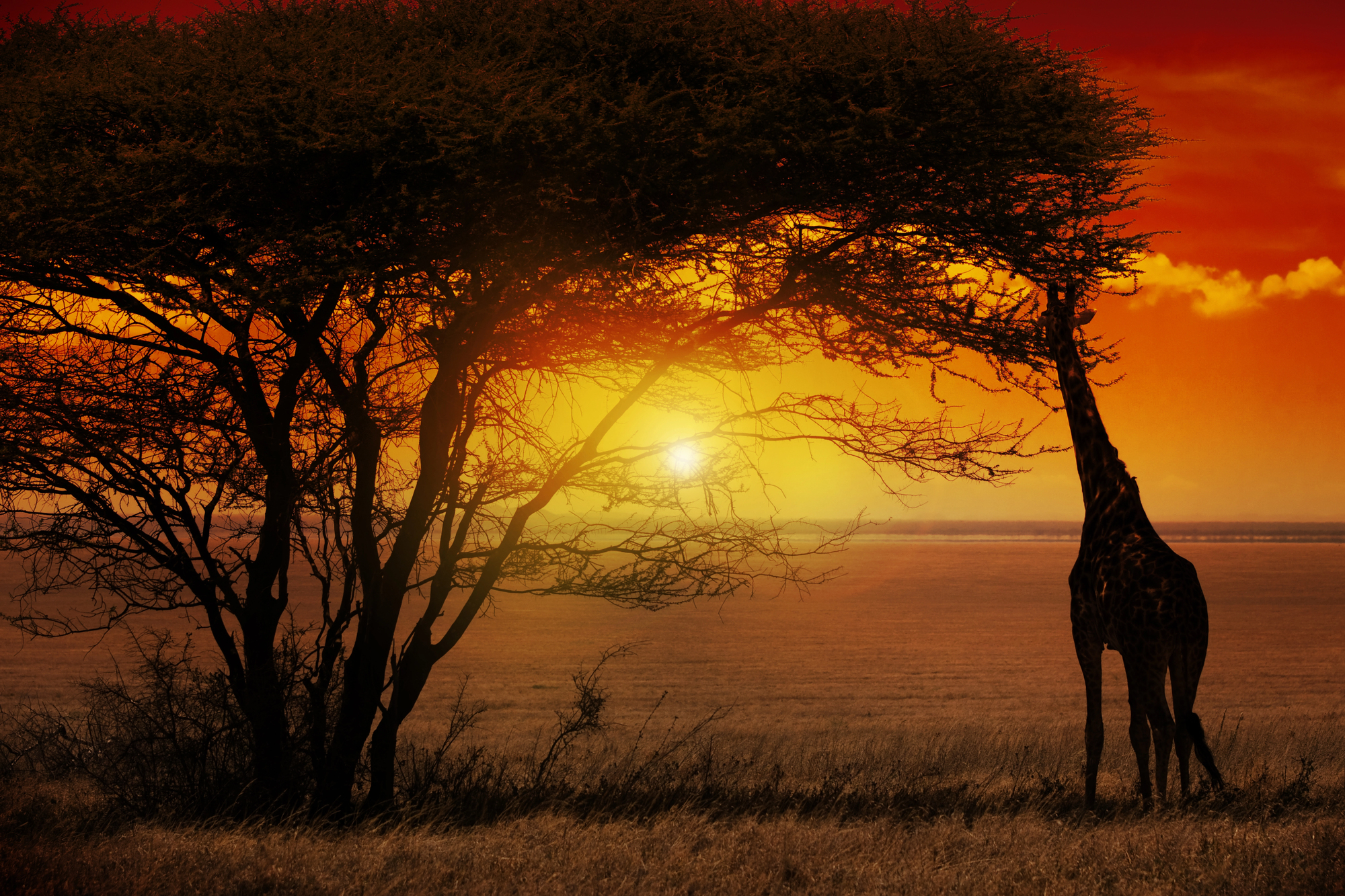 serengeti tanzania áfrica