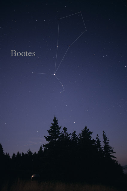 boyero bootes -